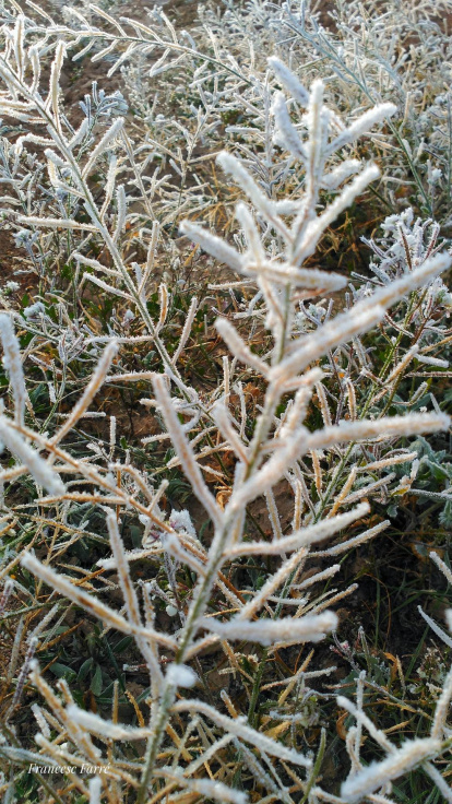 El fred, la boira i la neu... l'hivern ja és aquí!