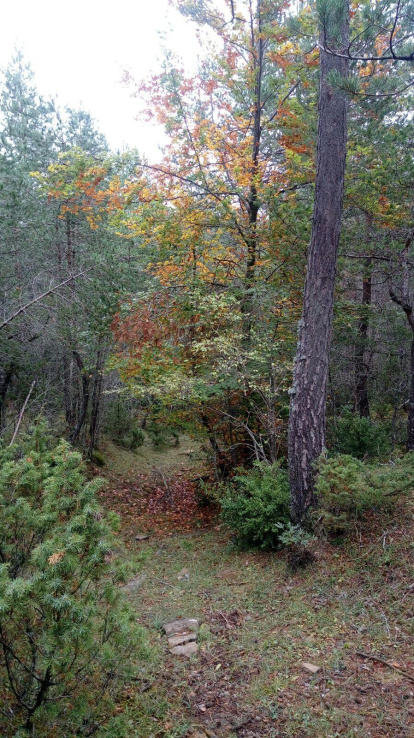 Les fulles cauen, arriba la boira i comença a fer fred.