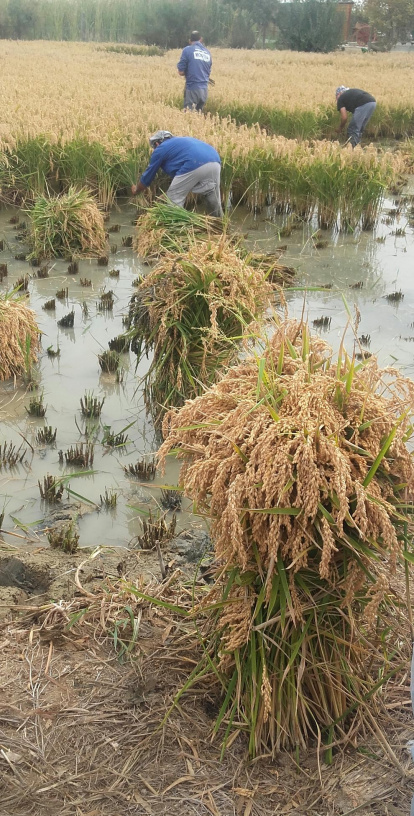 Les fulles cauen, arriba la boira i comença a fer fred.