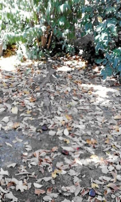 Les fulles cauen, arriba la boira i comença a fer fred.