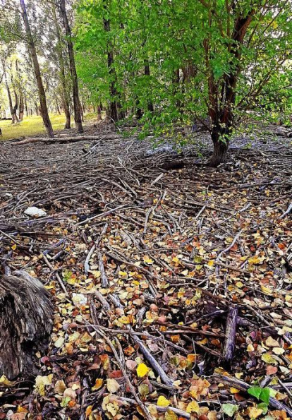 Les fulles cauen, arriba la boira i comença a fer fred.