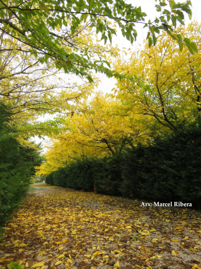 Les fulles cauen, arriba la boira i comença a fer fred.