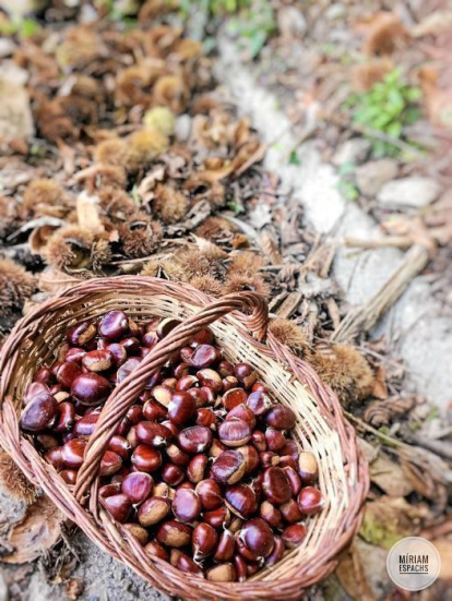 Les fulles cauen, arriba la boira i comença a fer fred.