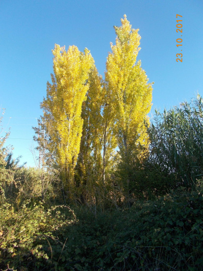 Les fulles cauen, arriba la boira i comença a fer fred.