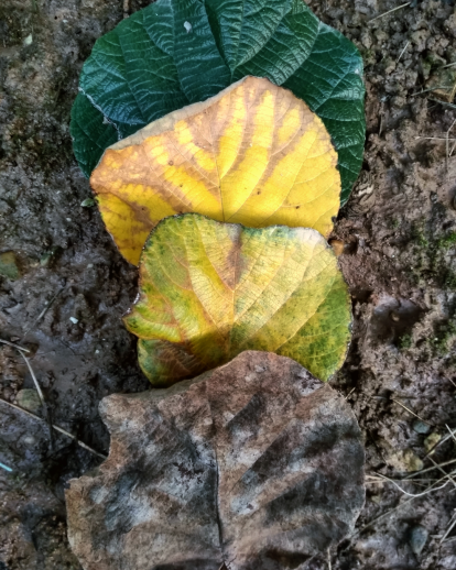 Les fulles cauen, arriba la boira i comença a fer fred.