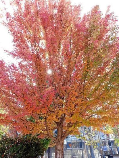 Les fulles cauen, arriba la boira i comença a fer fred.