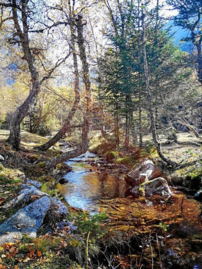 Les fulles cauen, arriba la boira i comença a fer fred.