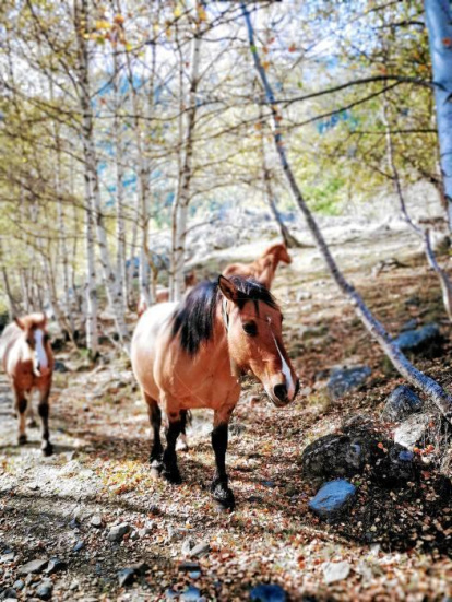 Les fulles cauen, arriba la boira i comença a fer fred.