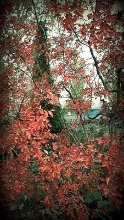Les fulles cauen, arriba la boira i comença a fer fred.