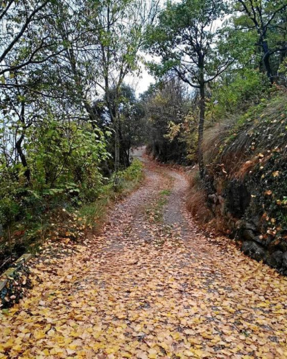 Les fulles cauen, arriba la boira i comença a fer fred.