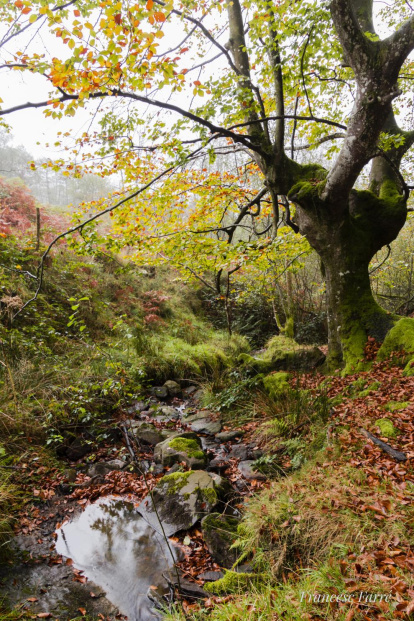 Les fulles cauen, arriba la boira i comença a fer fred.