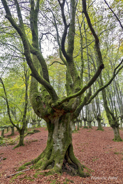Les fulles cauen, arriba la boira i comença a fer fred.