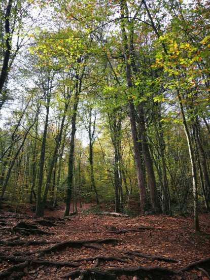 Les fulles cauen, arriba la boira i comença a fer fred.