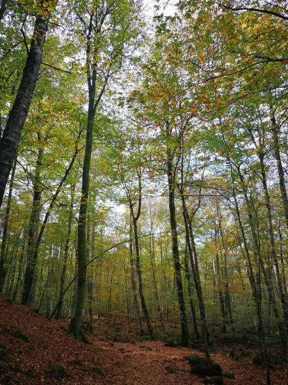 Les fulles cauen, arriba la boira i comença a fer fred.