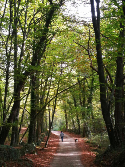 Les fulles cauen, arriba la boira i comença a fer fred.