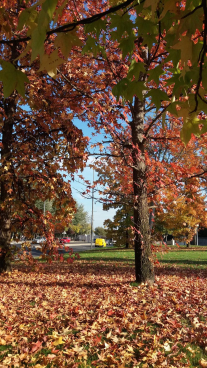 Les fulles cauen, arriba la boira i comença a fer fred.
