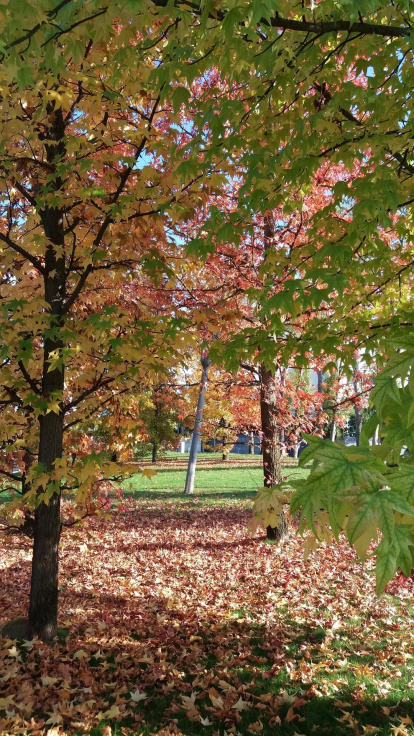 Les fulles cauen, arriba la boira i comença a fer fred.