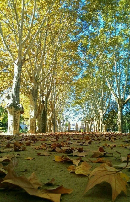 Les fulles cauen, arriba la boira i comença a fer fred.