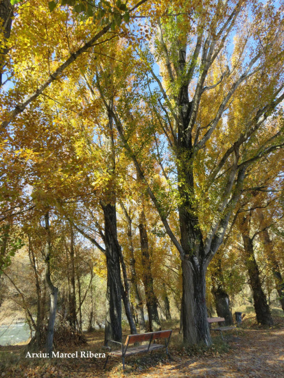 Les fulles cauen, arriba la boira i comença a fer fred.