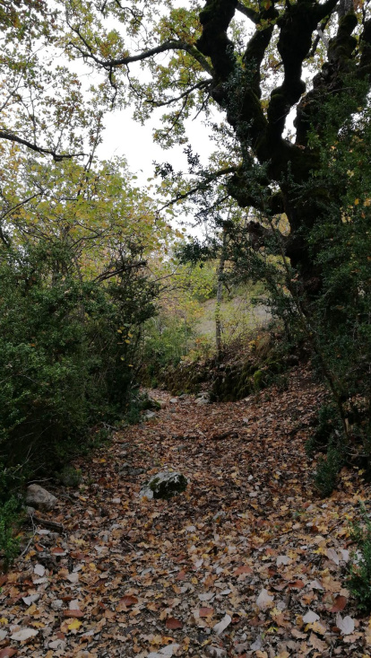 Les fulles cauen, arriba la boira i comença a fer fred.