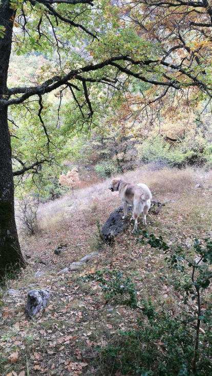 Les fulles cauen, arriba la boira i comença a fer fred.