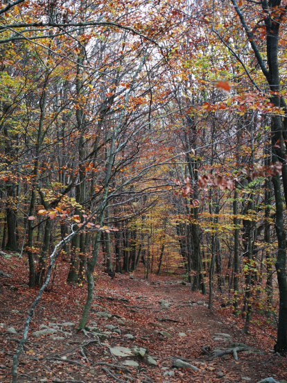 Les fulles cauen, arriba la boira i comença a fer fred.