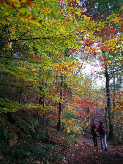 Les fulles cauen, arriba la boira i comença a fer fred.