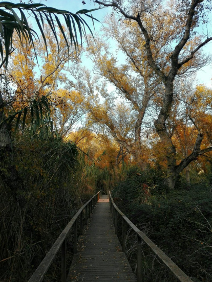 Les fulles cauen, arriba la boira i comença a fer fred.