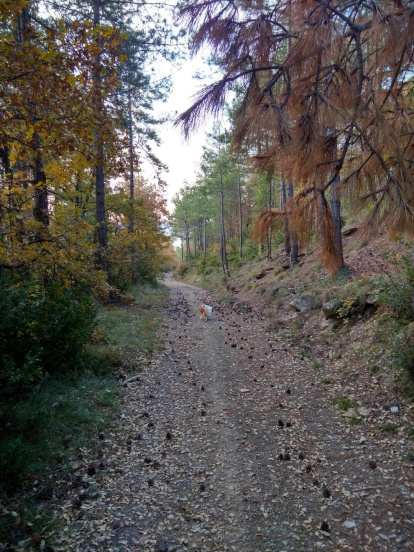 Les fulles cauen, arriba la boira i comença a fer fred.