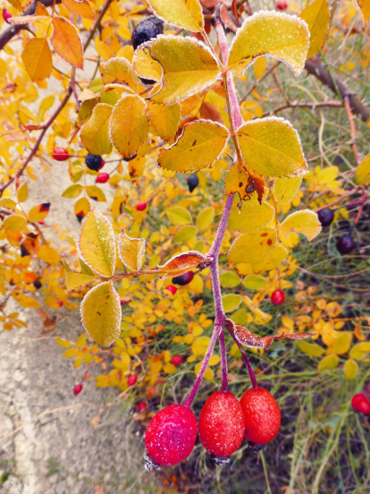 Les fulles cauen, arriba la boira i comença a fer fred.
