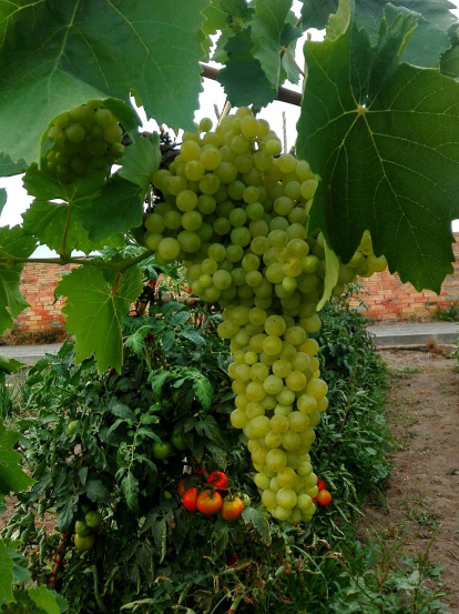 La calor, les tempestes, el paisatge groc i sec.