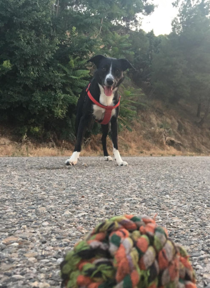 Gossos, gats, canaris, iguanes,...presenta'ns a la teva mascota!