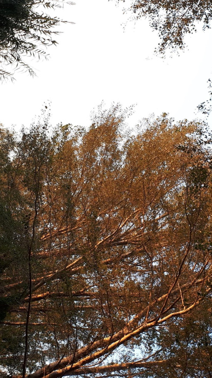 Les fulles cauen, arriba la boira i comença a fer fred...és la tardor!