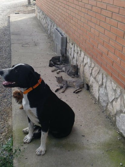 Gossos, gats, canaris, iguanes,...presenta'ns a la teva mascota!