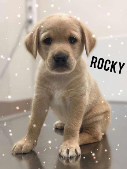 Gossos, gats, canaris, iguanes,...presenta'ns a la teva mascota!