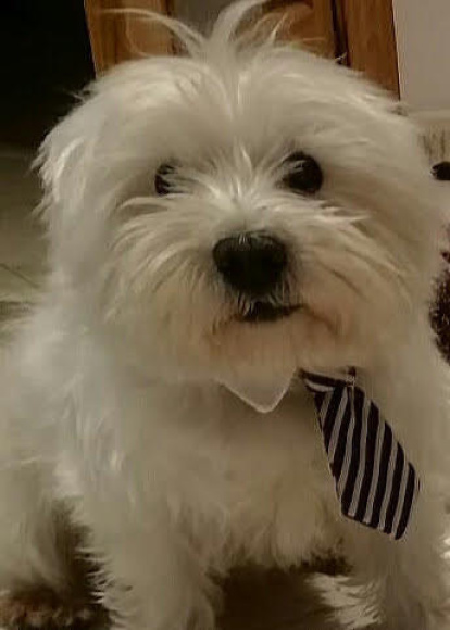 Gossos, gats, canaris, iguanes,...presenta'ns a la teva mascota!
