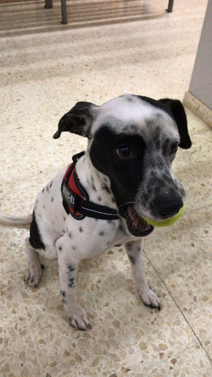 Gossos, gats, canaris, iguanes,...presenta'ns a la teva mascota!