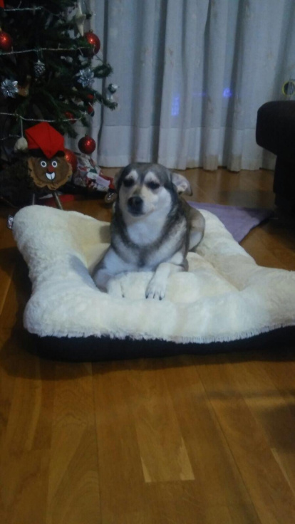Gossos, gats, canaris, iguanes,...presenta'ns a la teva mascota!