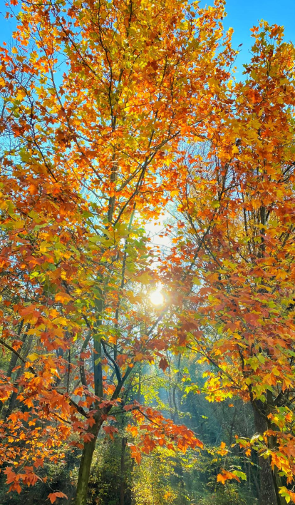 Les fulles cauen, arriba la boira i comença a fer fred...és la tardor!