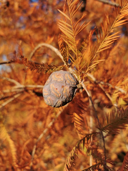 Les fulles cauen, arriba la boira i comença a fer fred...és la tardor!