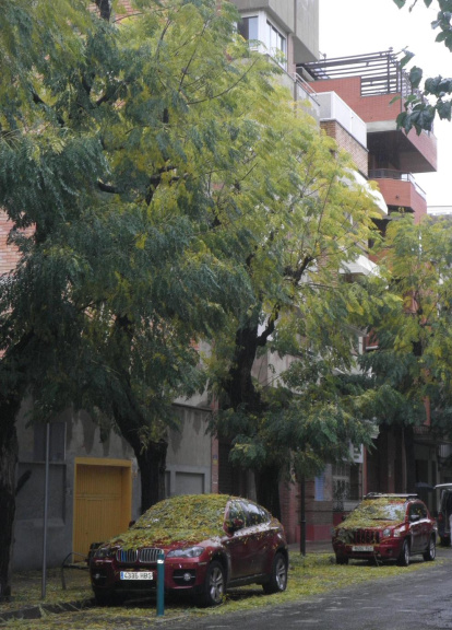 Les fulles cauen, arriba la boira i comença a fer fred...és la tardor!