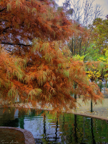Francisco Acosta Andrés