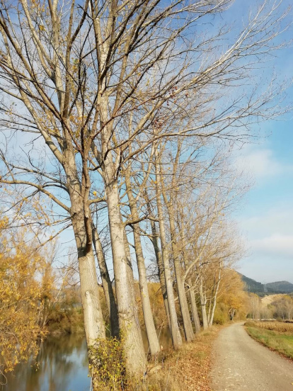 Les fulles cauen, arriba la boira i comença a fer fred...és la tardor!