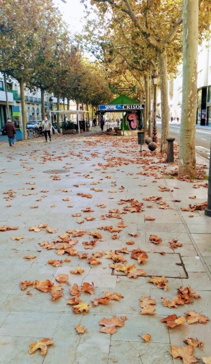 Les fulles cauen, arriba la boira i comença a fer fred...és la tardor!