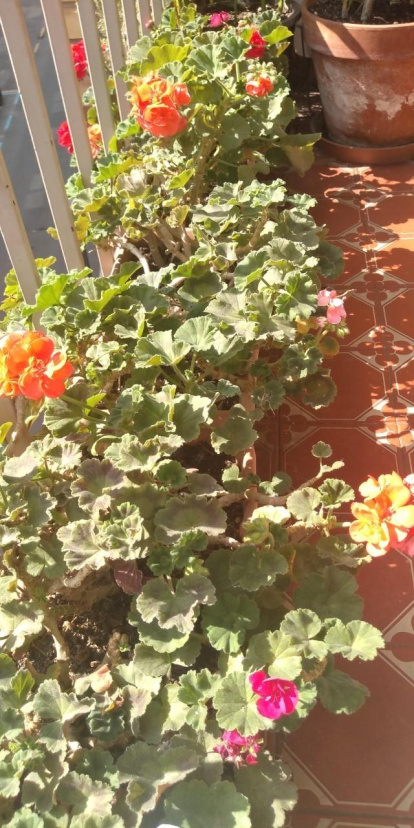 Arbres florits, camps verds i bon temps...ja és aquí la primavera!