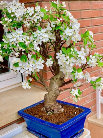 Arbres florits, camps verds i bon temps...ja és aquí la primavera!