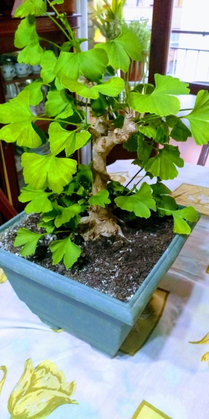 Arbres florits, camps verds i bon temps...ja és aquí la primavera!