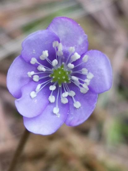 Arbres florits, camps verds i bon temps...ja és aquí la primavera!