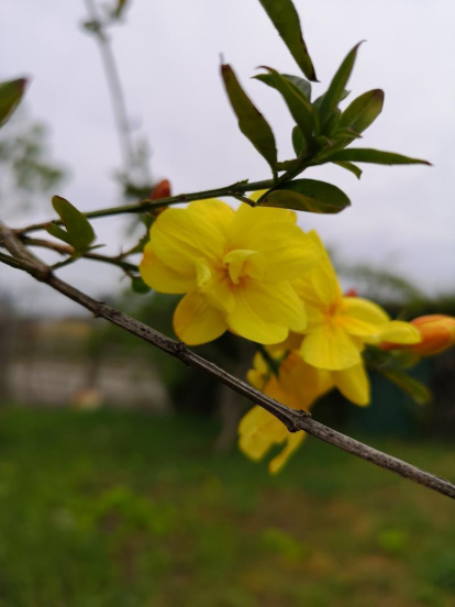 Arbres florits, camps verds i bon temps...ja és aquí la primavera!