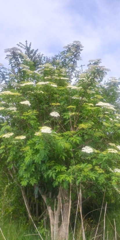 Arbres florits, camps verds i bon temps...ja és aquí la primavera!